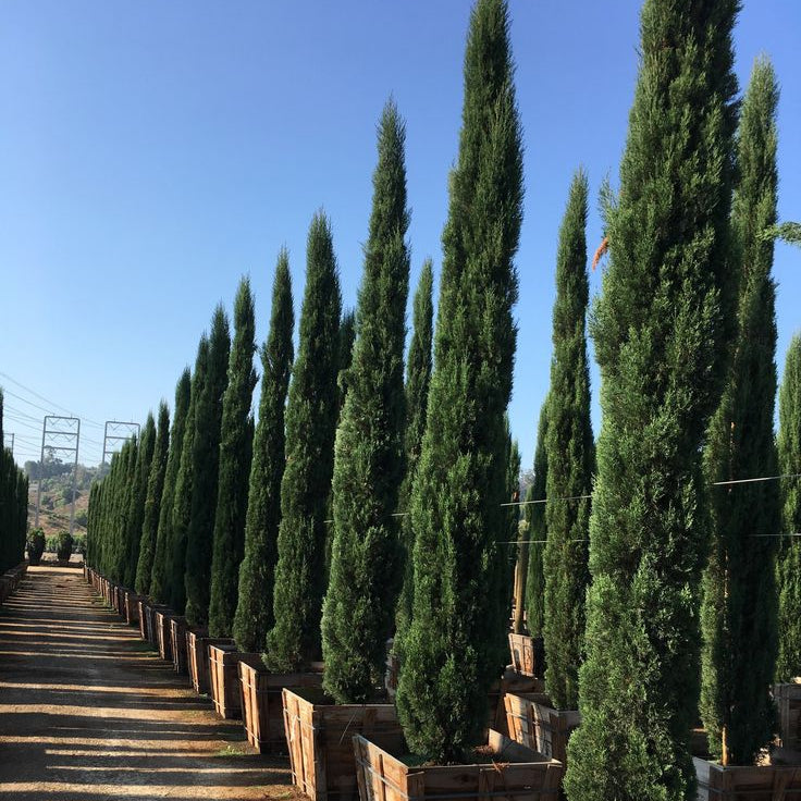 Italian Cypress Tree - Cupressus Sempervirens | Akplants
