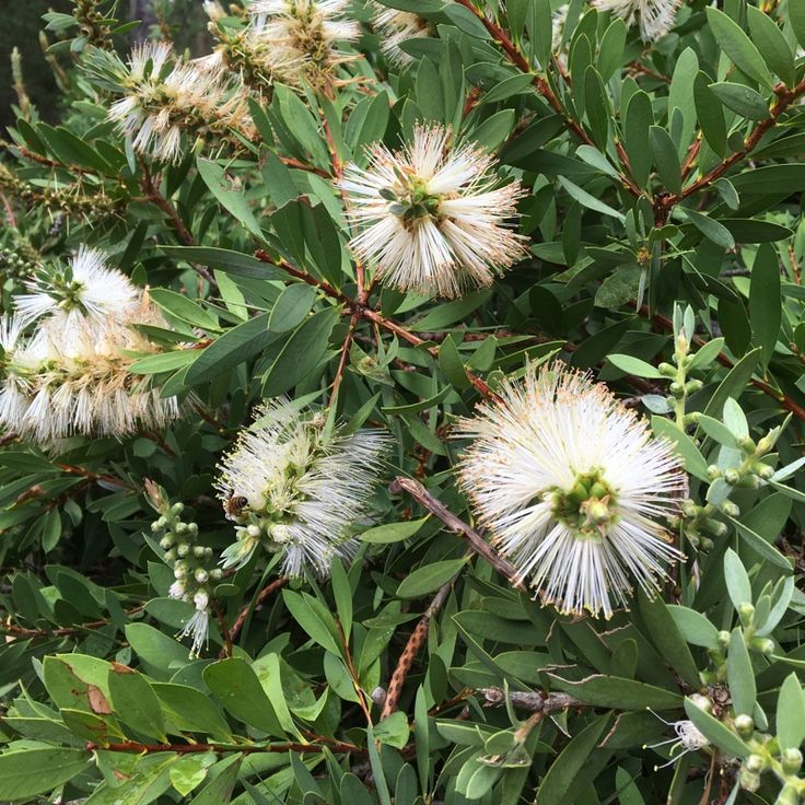 Lemon Bottlebrush Callistemon pallidus
