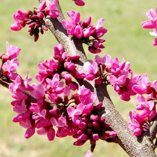 Eastern Redbud Akplants