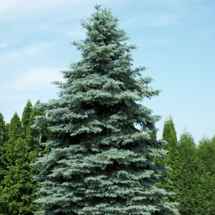Blue Spruce Tree - Premium Evergreen Sapling | Akplants