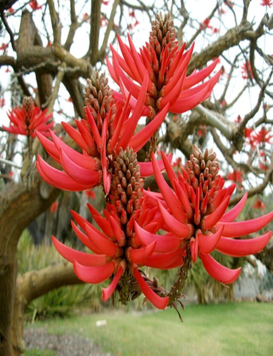 Coral Tree Erythrina crista-galli