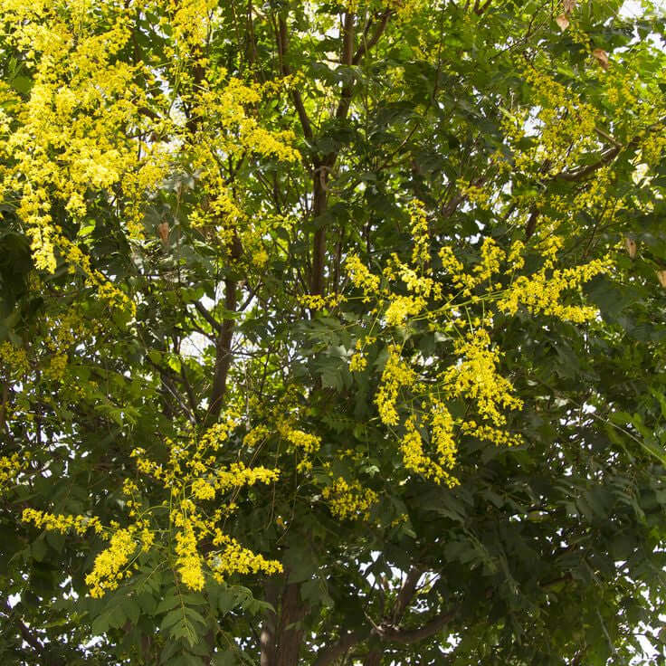 Golden Rain Tree with yellow flowers and green leaves