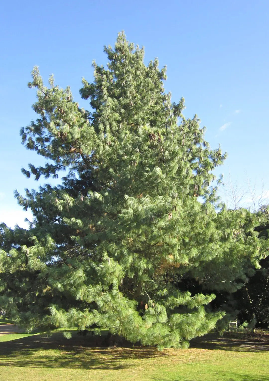 Pine Trio Bundle - 3 Hardy Pine Seedlings| Akplants