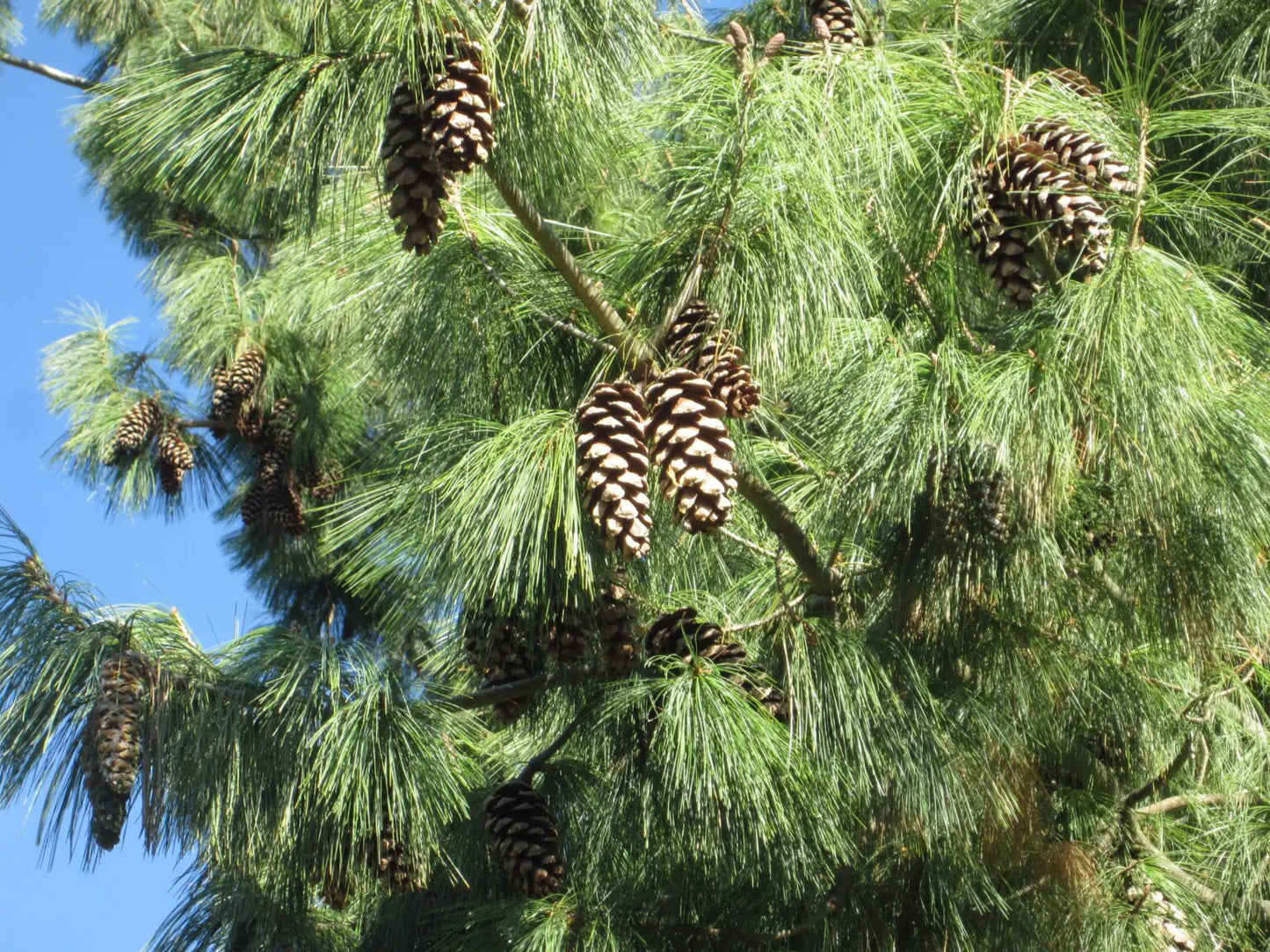 Pine Trio Bundle - 3 Hardy Pine Seedlings| Akplants