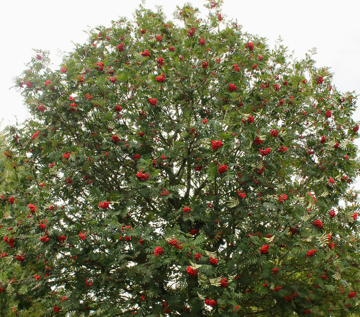 Mountain Ash (Rowan) - Sorbus Aucuparia