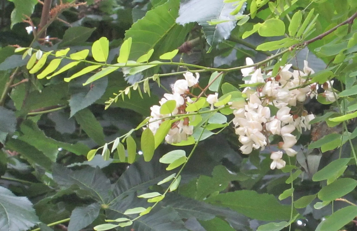 Falce Acacia Locust tree sapling (Robinia pseudoacacia)