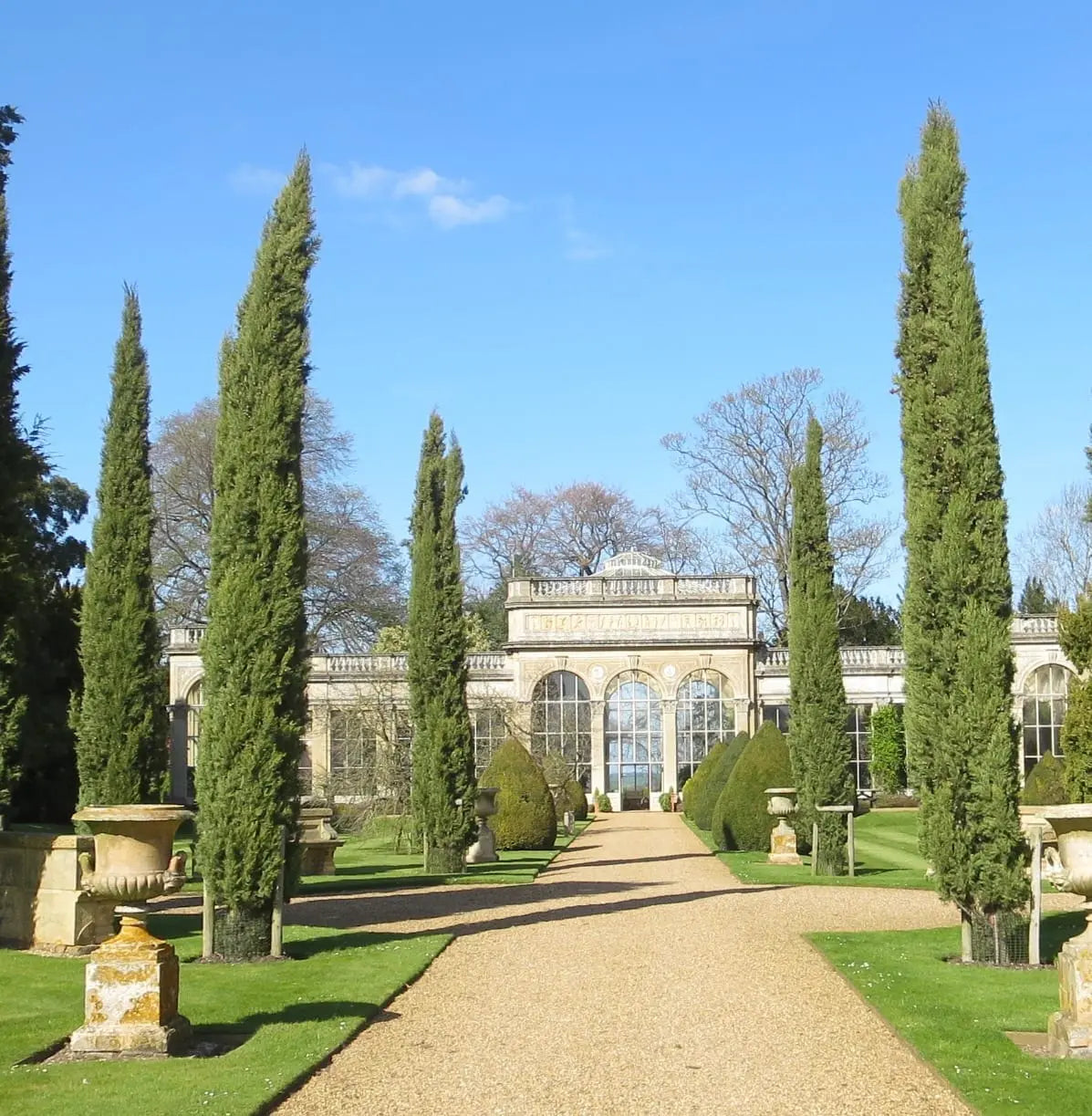 Italian Cypress Tree - Cupressus Sempervirens | Akplants