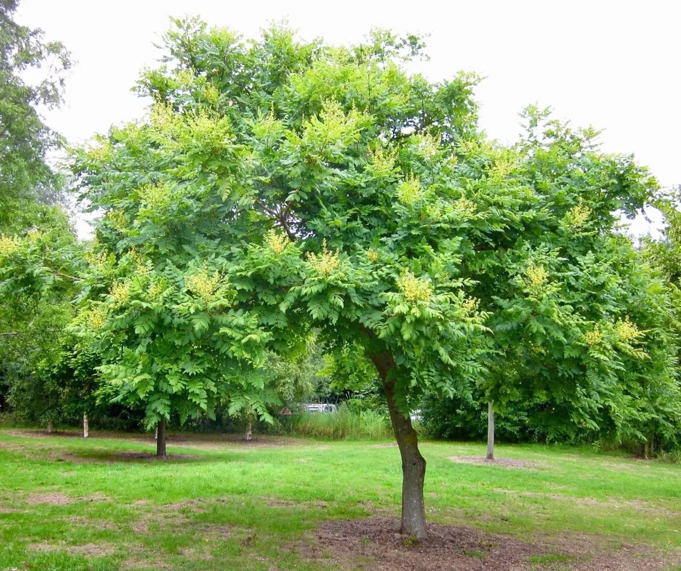 Golden Rain Tree with green leaves in a park setting