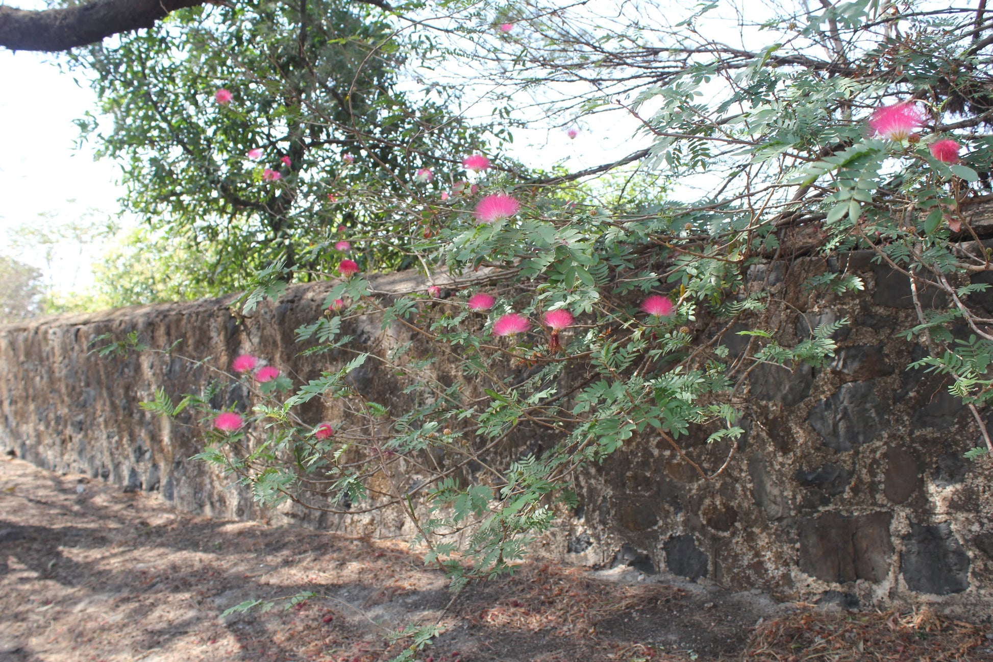 A Mimosa tree with flowers growing wild in Kolkata