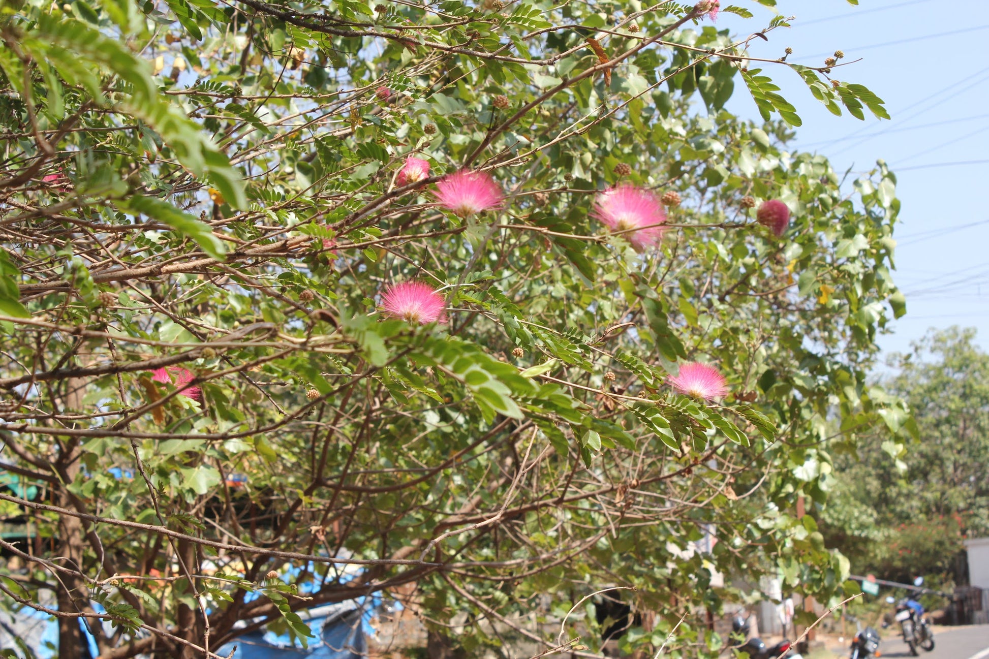 Mimosa tree with pink flowers and green leaves against a clear sky