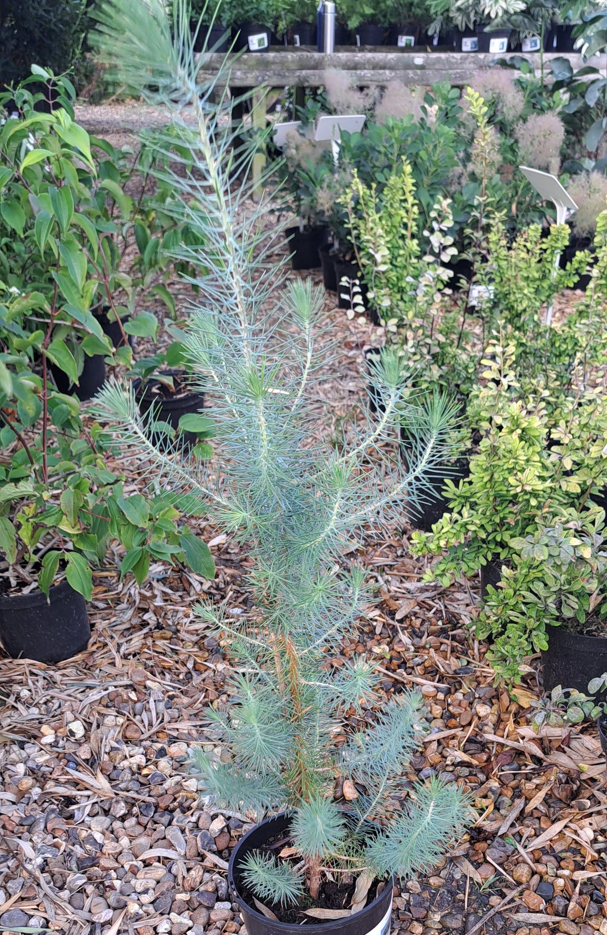 Young Italian Stone Pine Tree about 2 years old