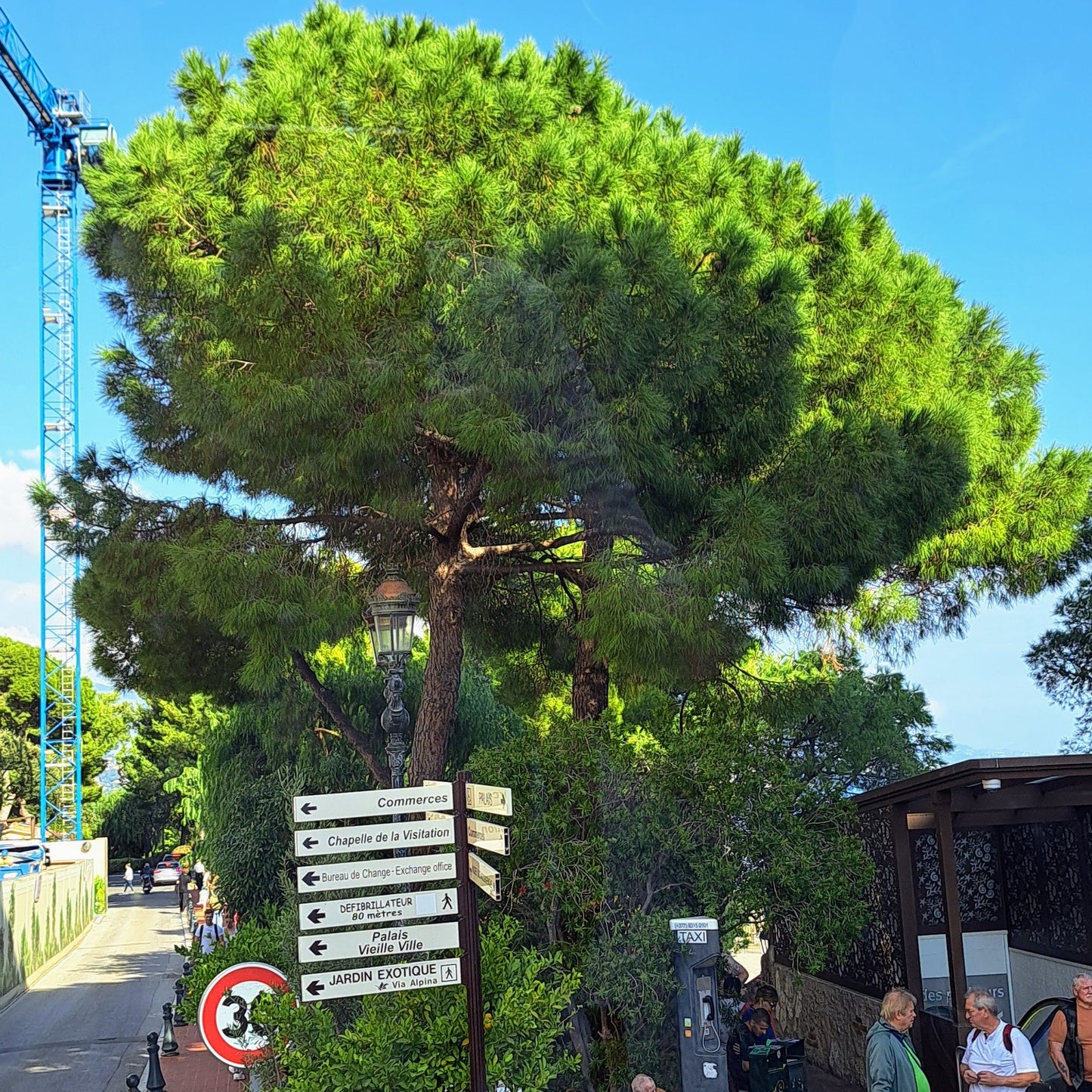 A well establised Pinus Pinea in Monaco