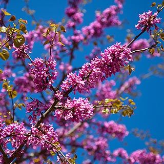 Judas tree in the Spring