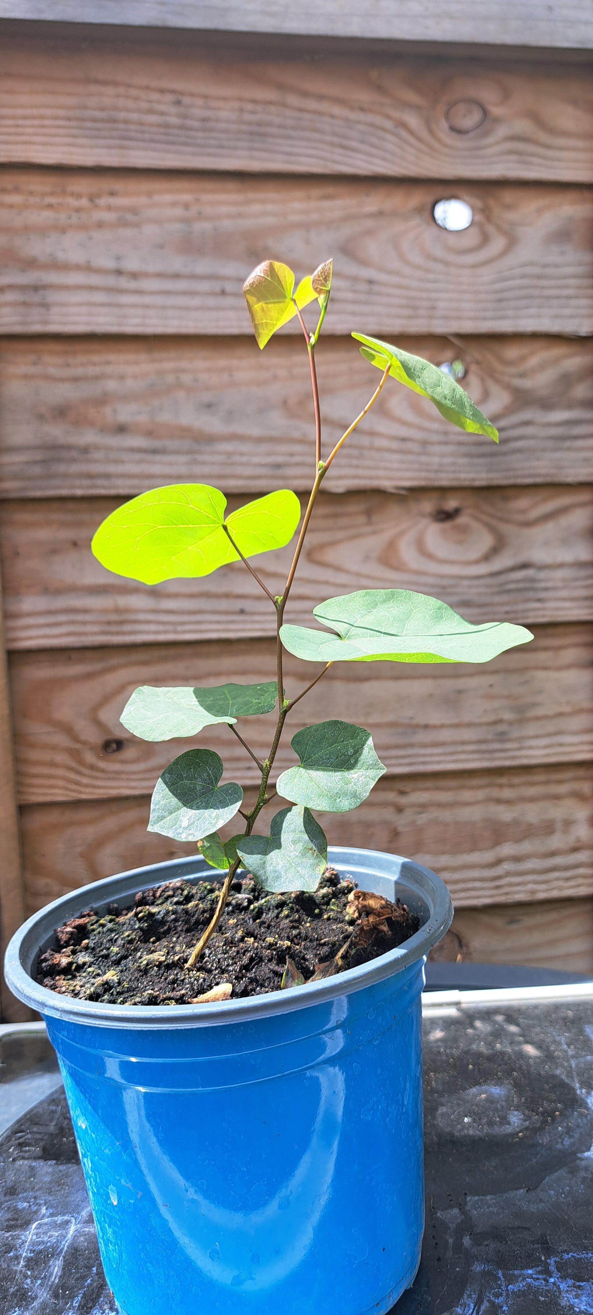 Young Judas tree sapling
