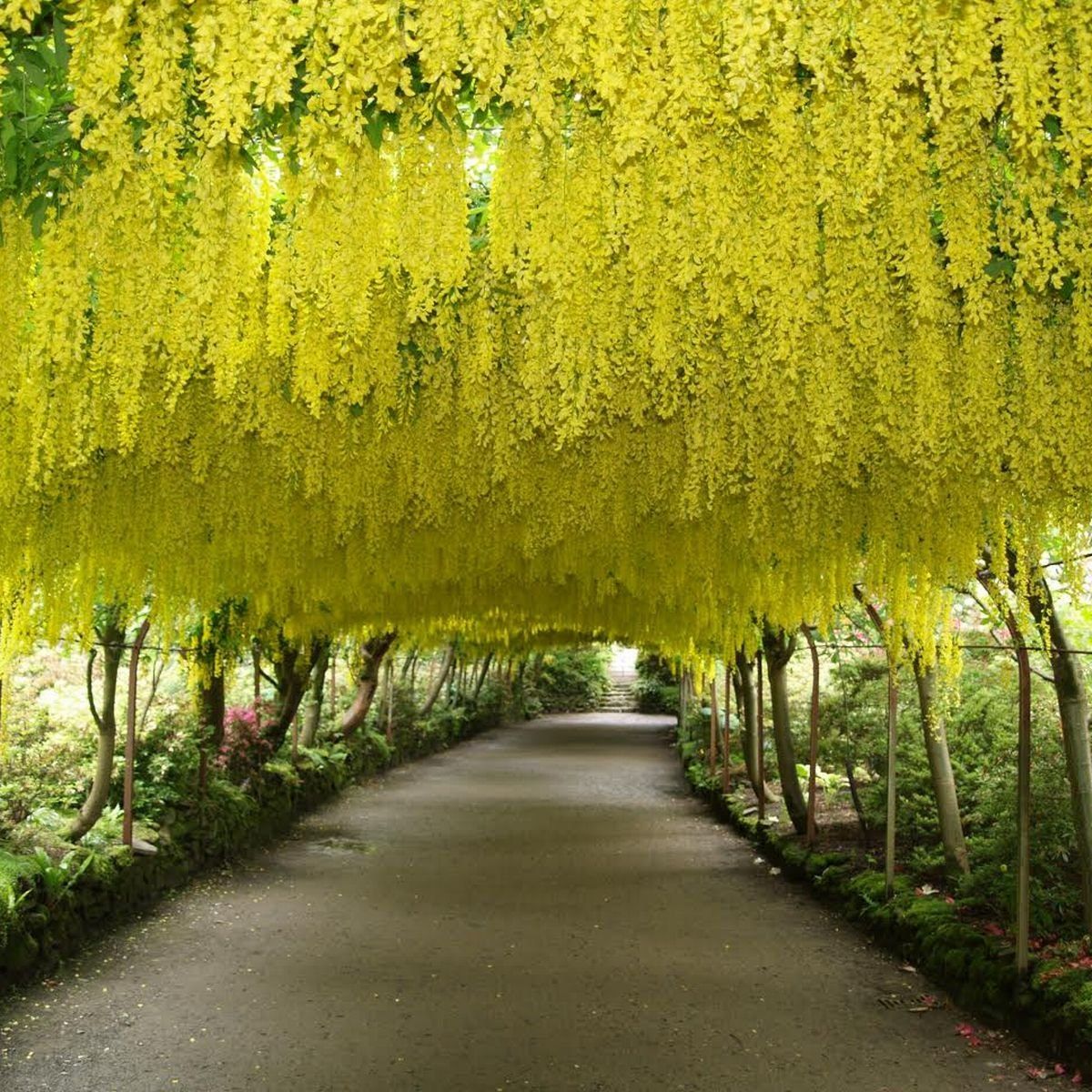 Laburnum Anagyroides Golden Chain Tree | Akplants
