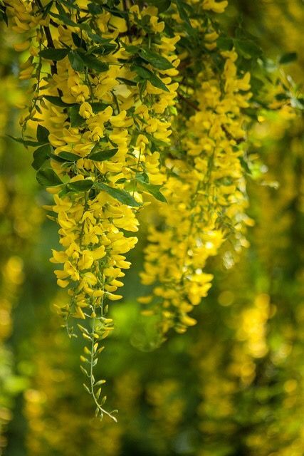 Laburnum Anagyroides Golden Chain Tree | Akplants