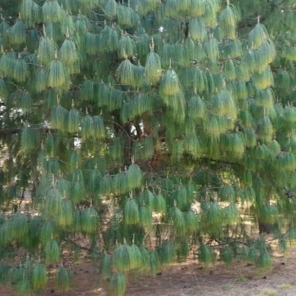 A mature Mexican Weeping Pine