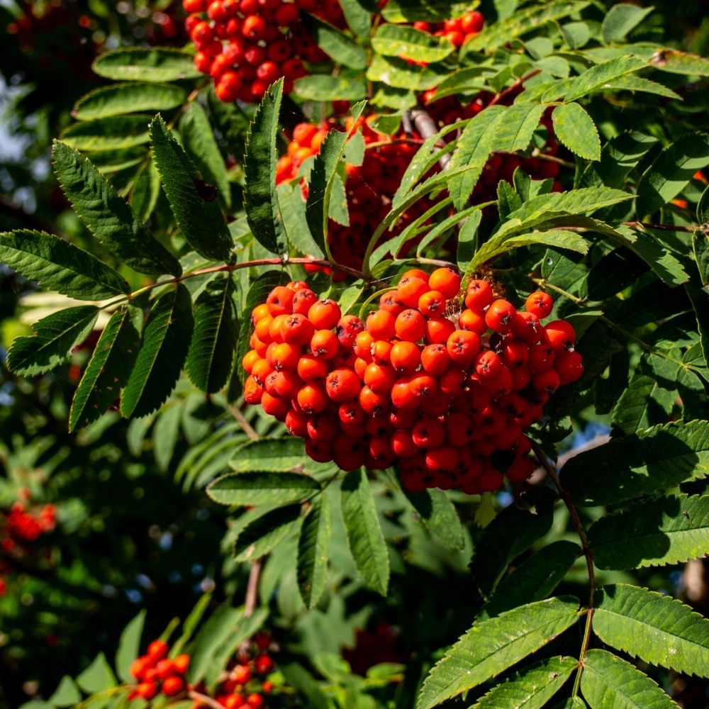 A cluster of red berries on a Rowan tree,  sorbus aucuparia, known as Mountain Ash.