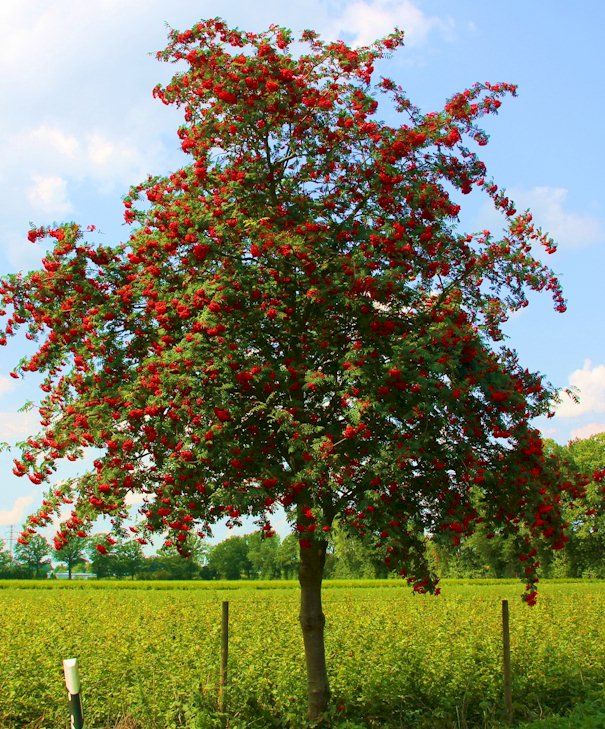 A Rowan or Mountain Ash Tree in the Norfolk countryside
