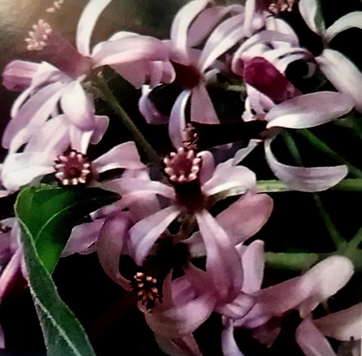 Close-up of pink and purple Persian Lilac flowers with green leaves