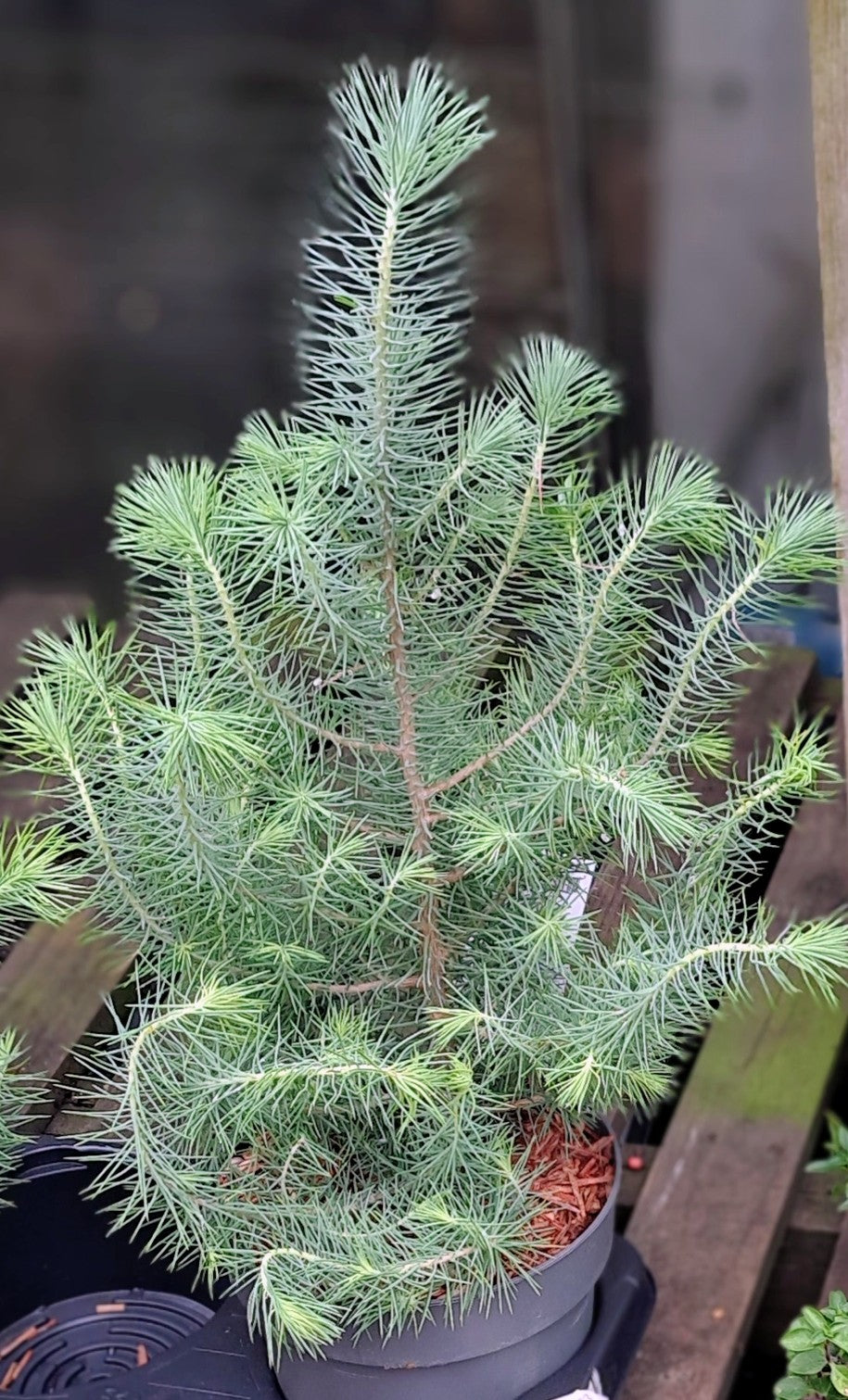 A 2 year old Pinus Pinea in a pot