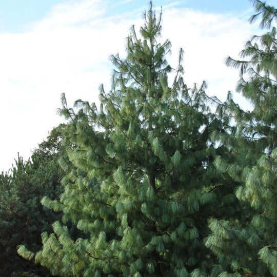Bhutan Pine - Pinus Wallichiana