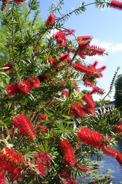 Red Bottlebrush ‘Crimson’  and Care Guide