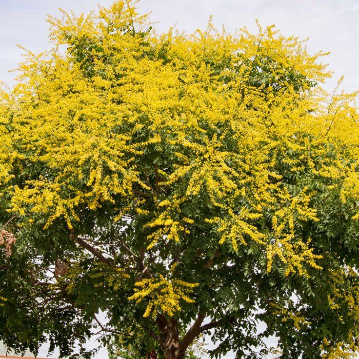 Golden Rain Tree with yellow flowers against a clear sky