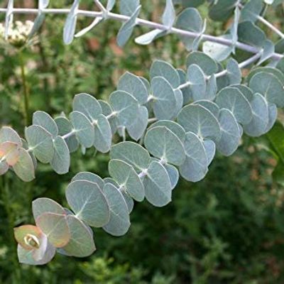 Close-up of a eucalyptus branch with silvery-gray, round leaves on a soft green background.