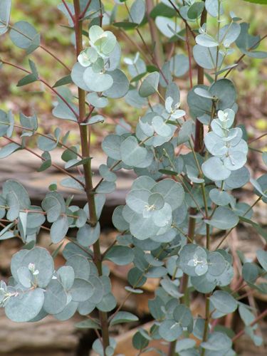 Silver Leaved Mountain Gum Eucalyptus pulverulenta