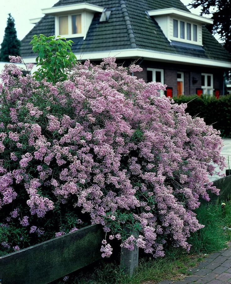 Pink flowering Persian Lilac 