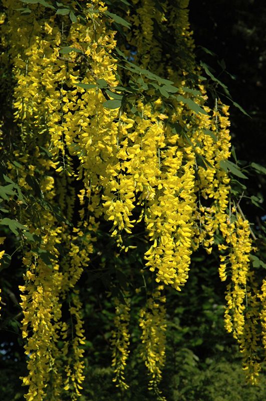 Laburnum Anagyroides Golden Chain Tree | Akplants