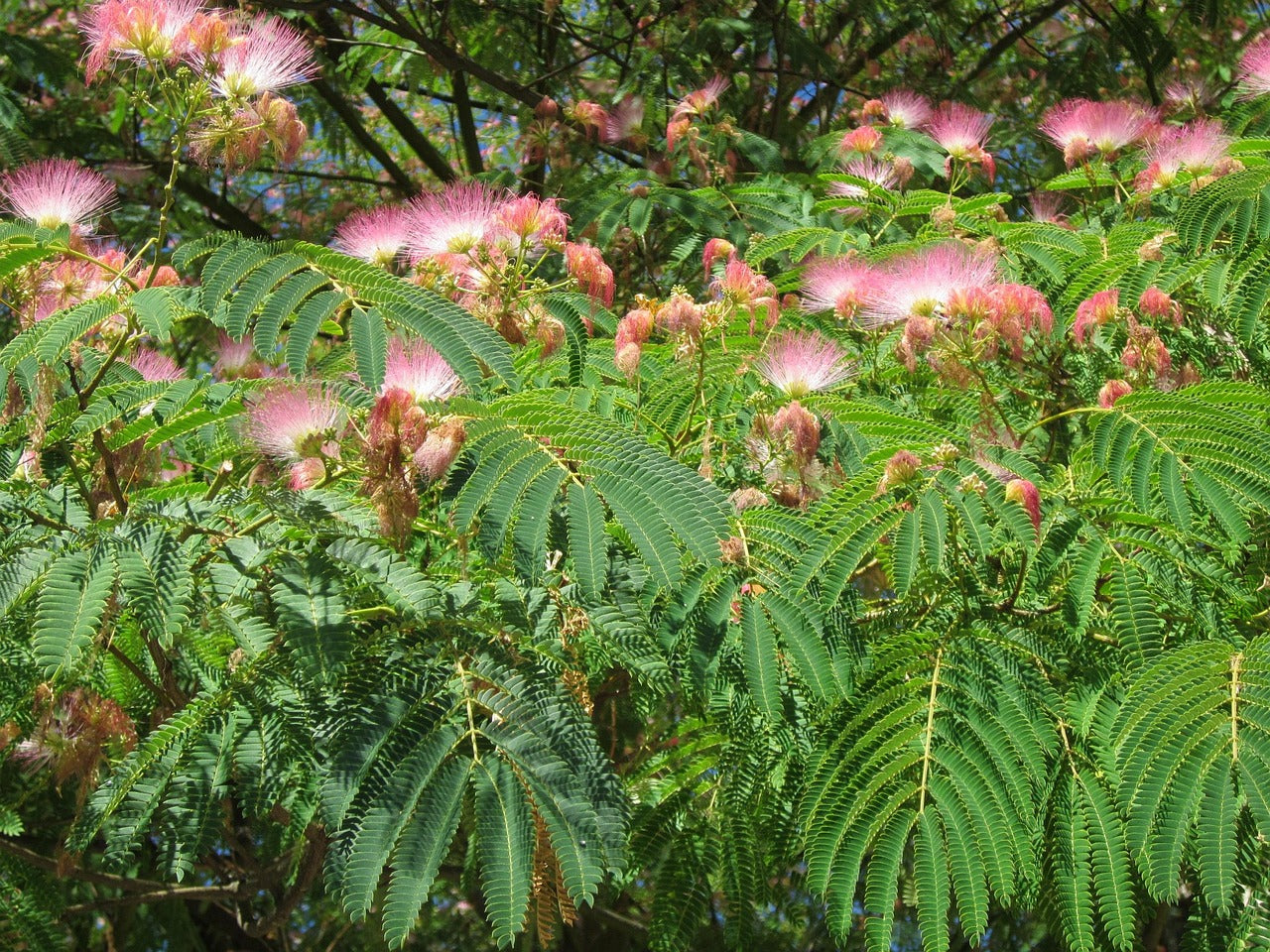 Tree with pink flowers and green leaves