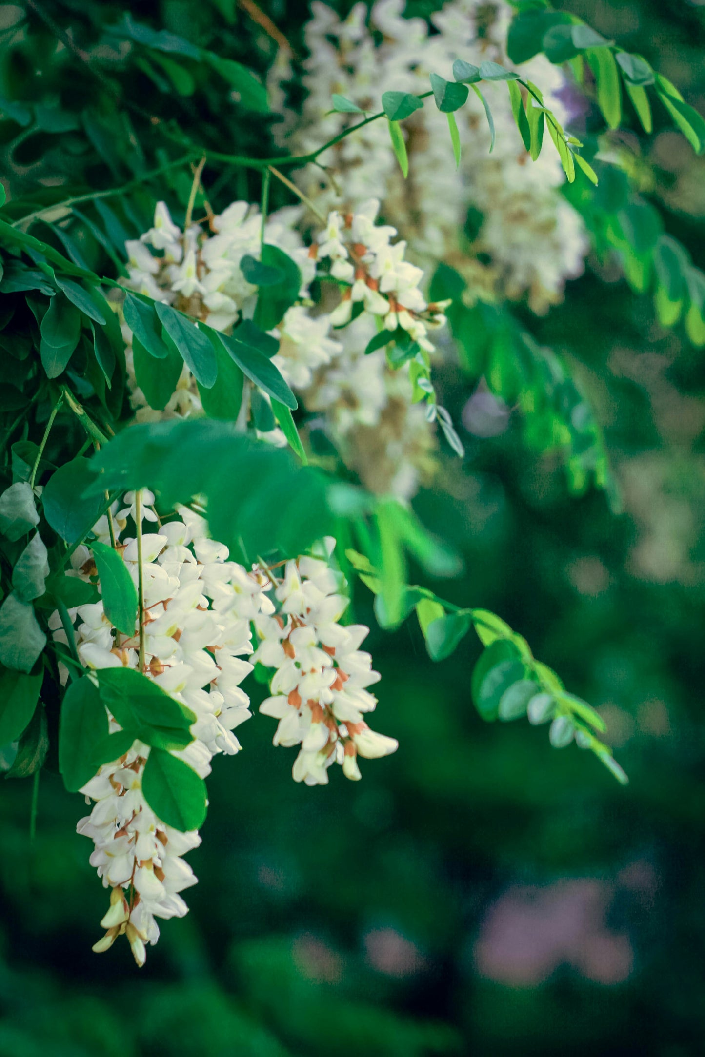 Falce Acacia Locust tree sapling (Robinia pseudoacacia)
