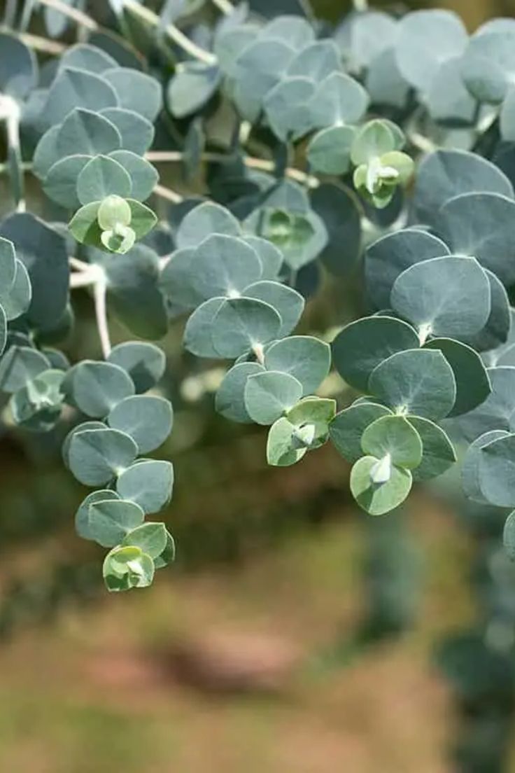 Silver Leaved Mountain Gum Eucalyptus pulverulenta