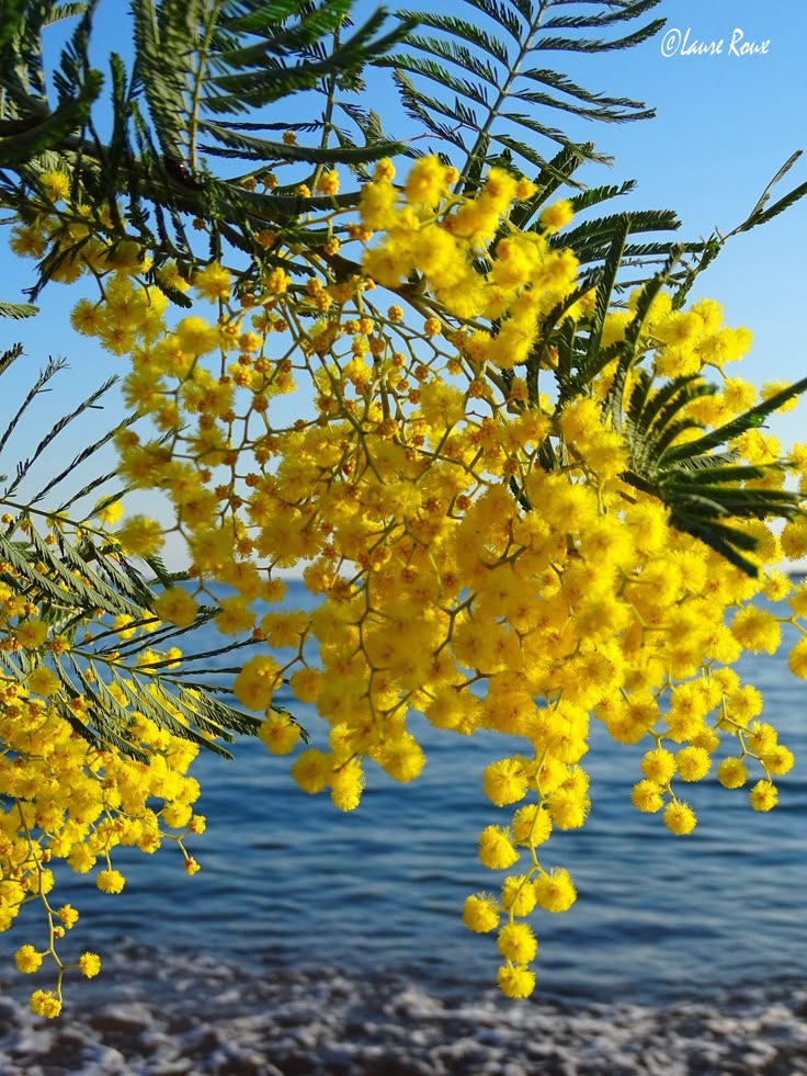 Acacia Dealbata (Silver Wattle) sapling - Hardy Mimosa Tree