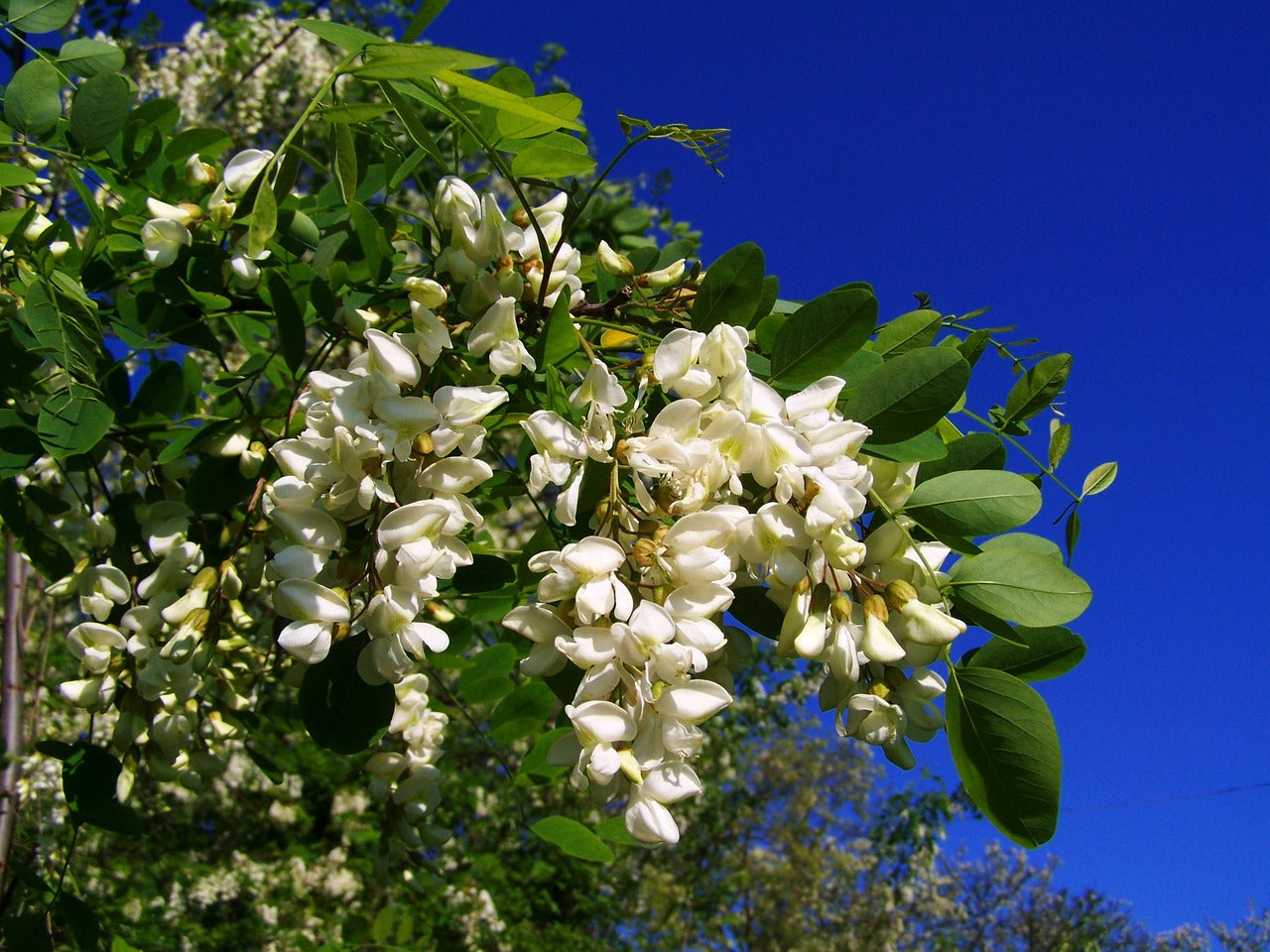 Falce Acacia Locust tree sapling (Robinia pseudoacacia)