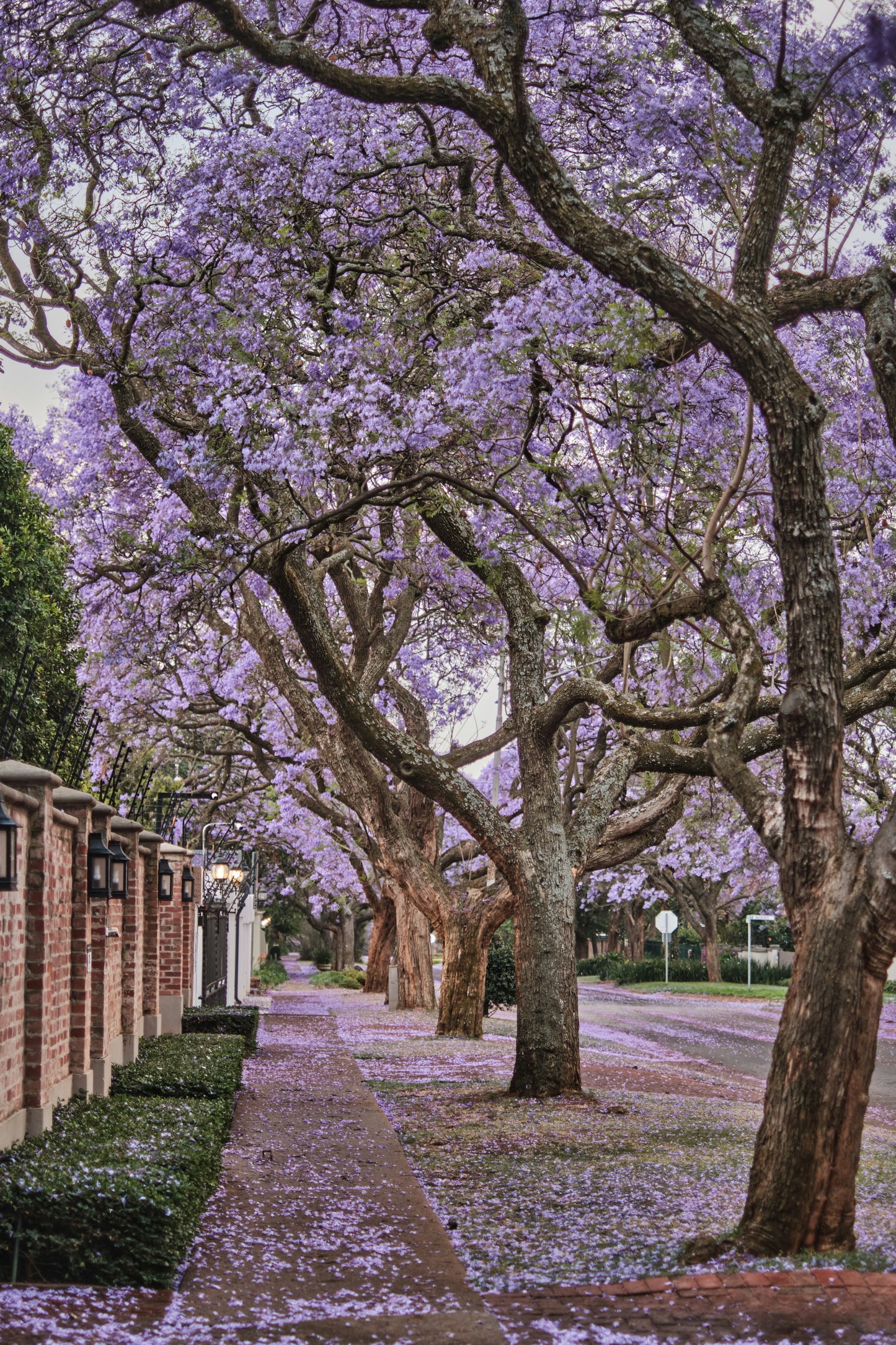 Foxglove Tree Paulownia tomentosa fast growing ornamental tree