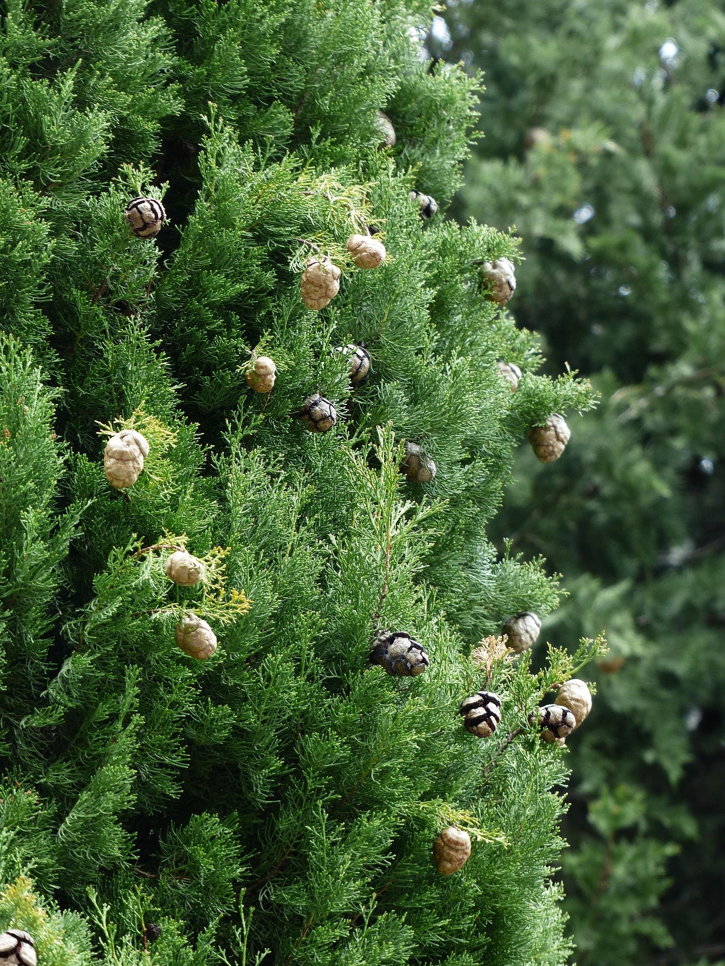 Pine Trio Bundle - 3 Hardy Pine Seedlings| Akplants