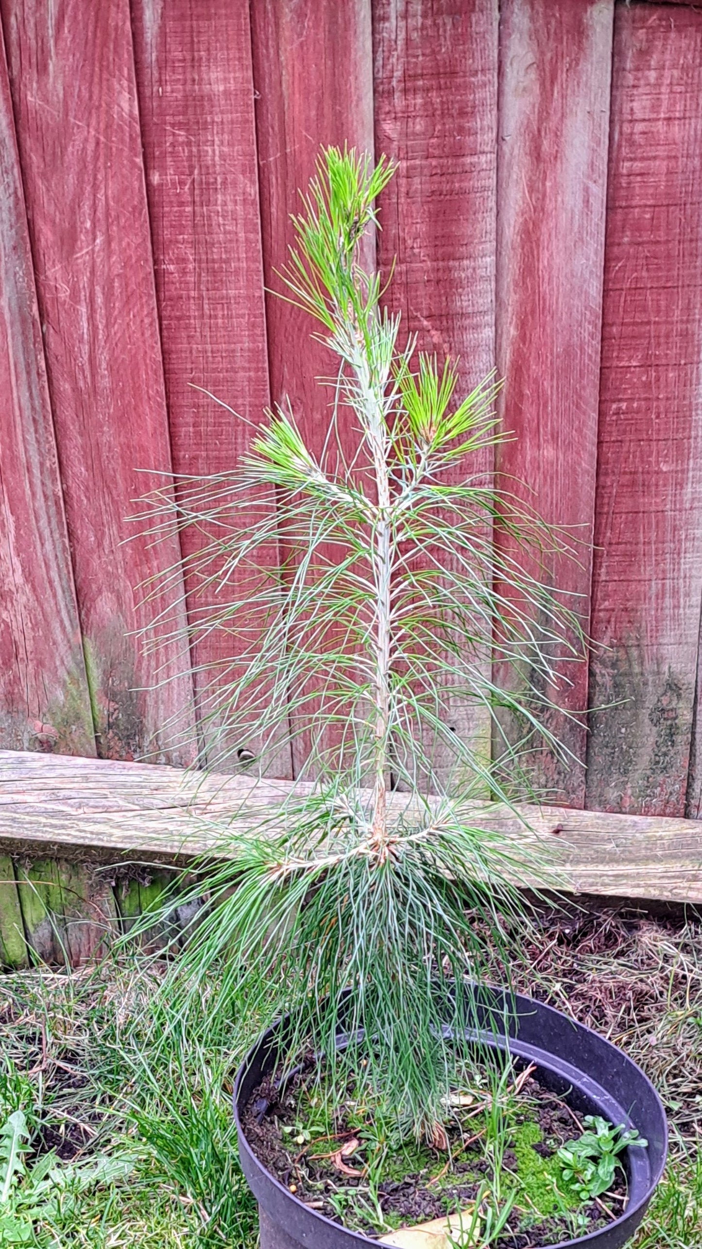 Potted pine tree against a red wooden fence