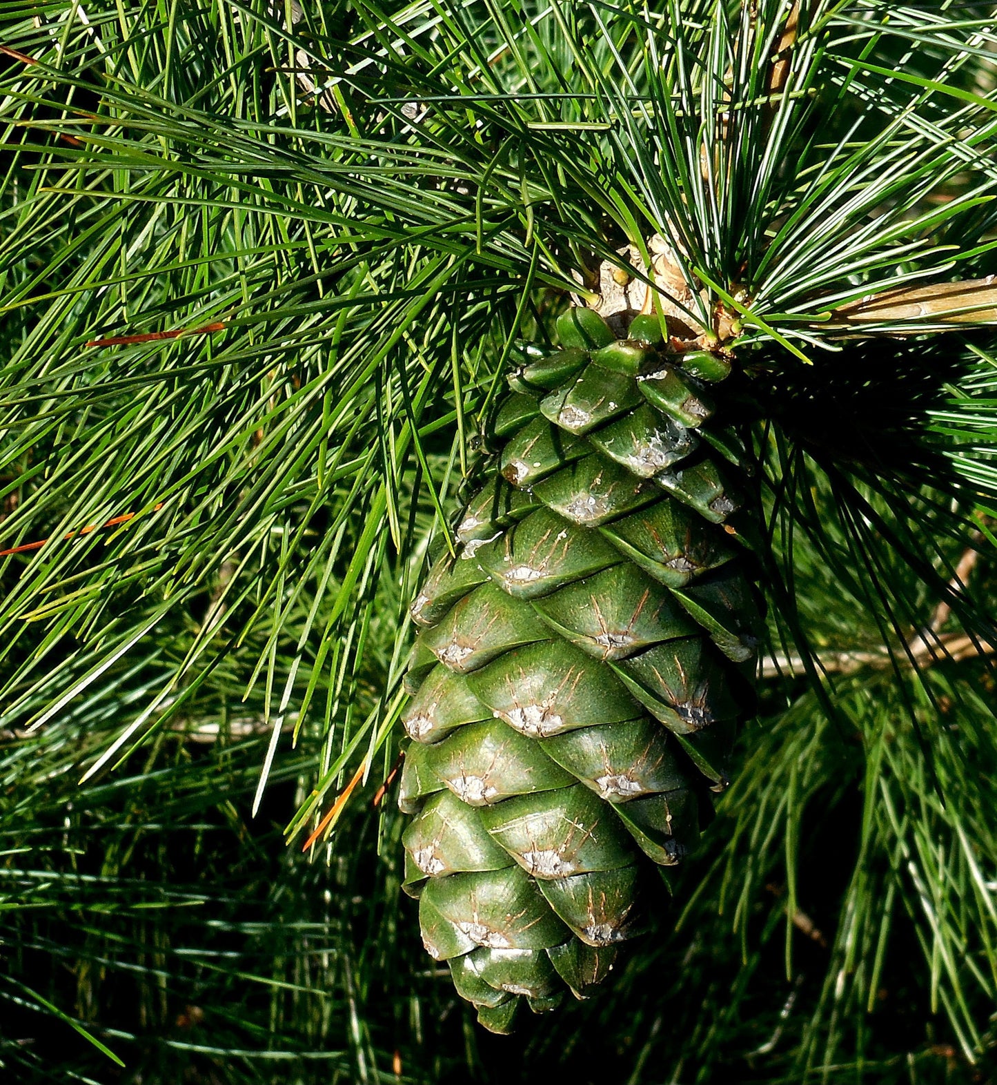 Scotch Pine Tree Seedling - Pinus Sylvestris | Hardy Evergreen | Akplants