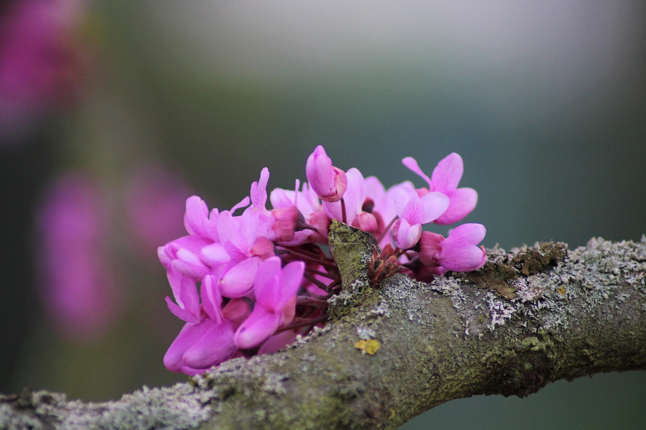 Judas Tree Sapling - Cercis Siliquastrum with Pink Flowers
