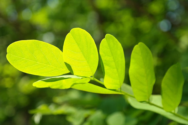 Falce Acacia Locust tree sapling (Robinia pseudoacacia)