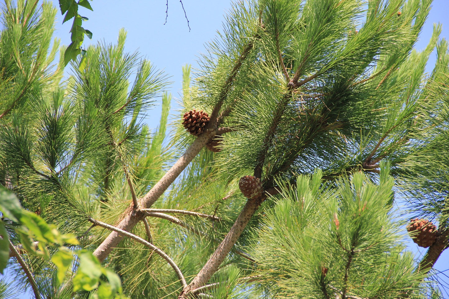 Pine tree with cones against a clear blue sky