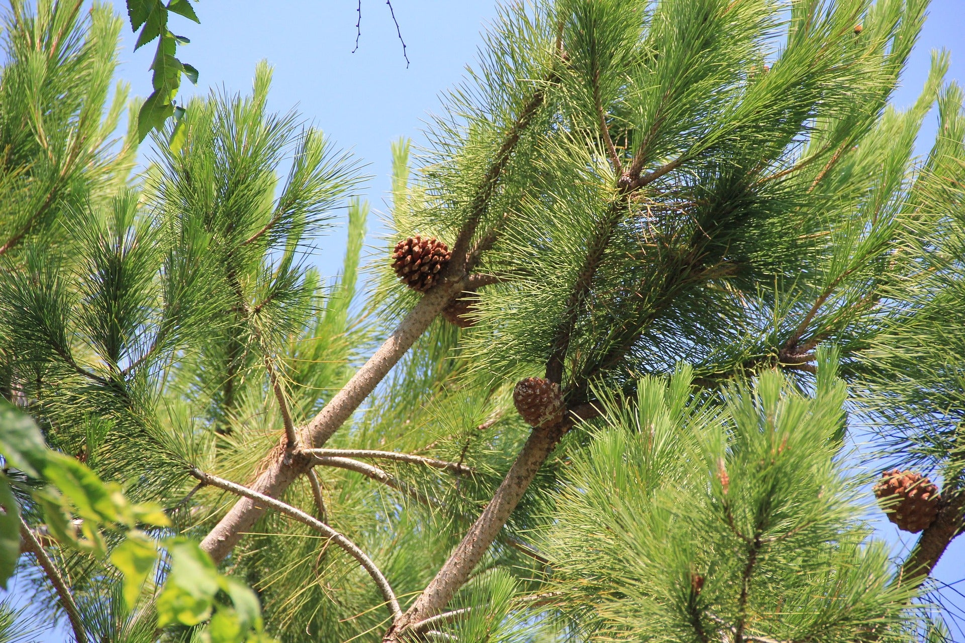Pine tree with cones against a clear blue sky