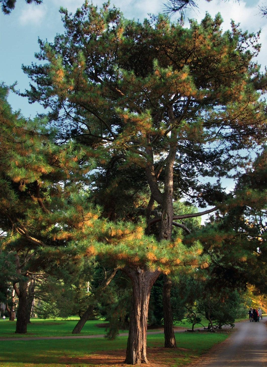 Yunnan Pine (Pinus yunnanensis) | Hardy Conifer Seedling | Akplants