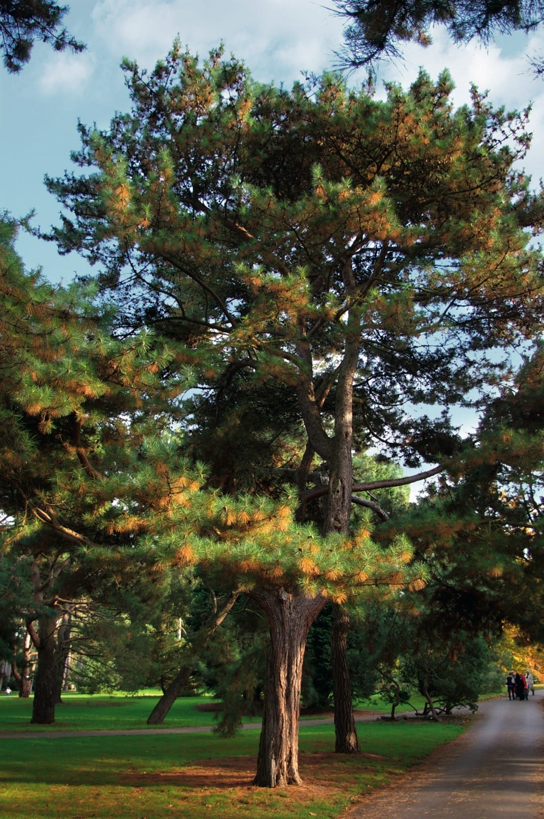 Pine Trio Bundle - 3 Hardy Pine Seedlings| Akplants
