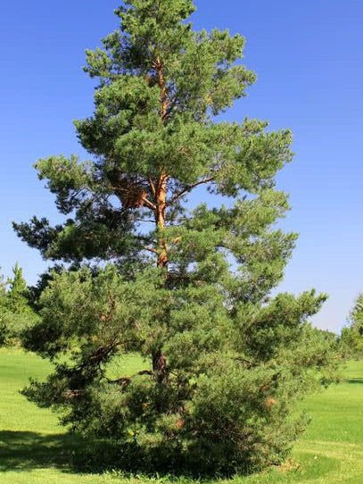 Scotch Pine Tree Seedling - Pinus Sylvestris | Hardy Evergreen | Akplants