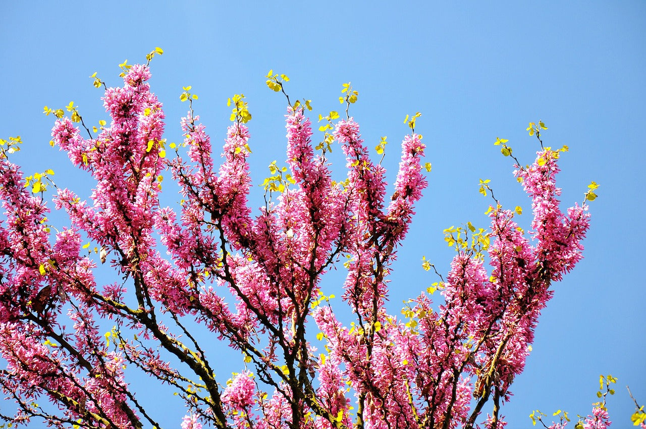 Judas Tree Sapling - Cercis Siliquastrum with Pink Flowers