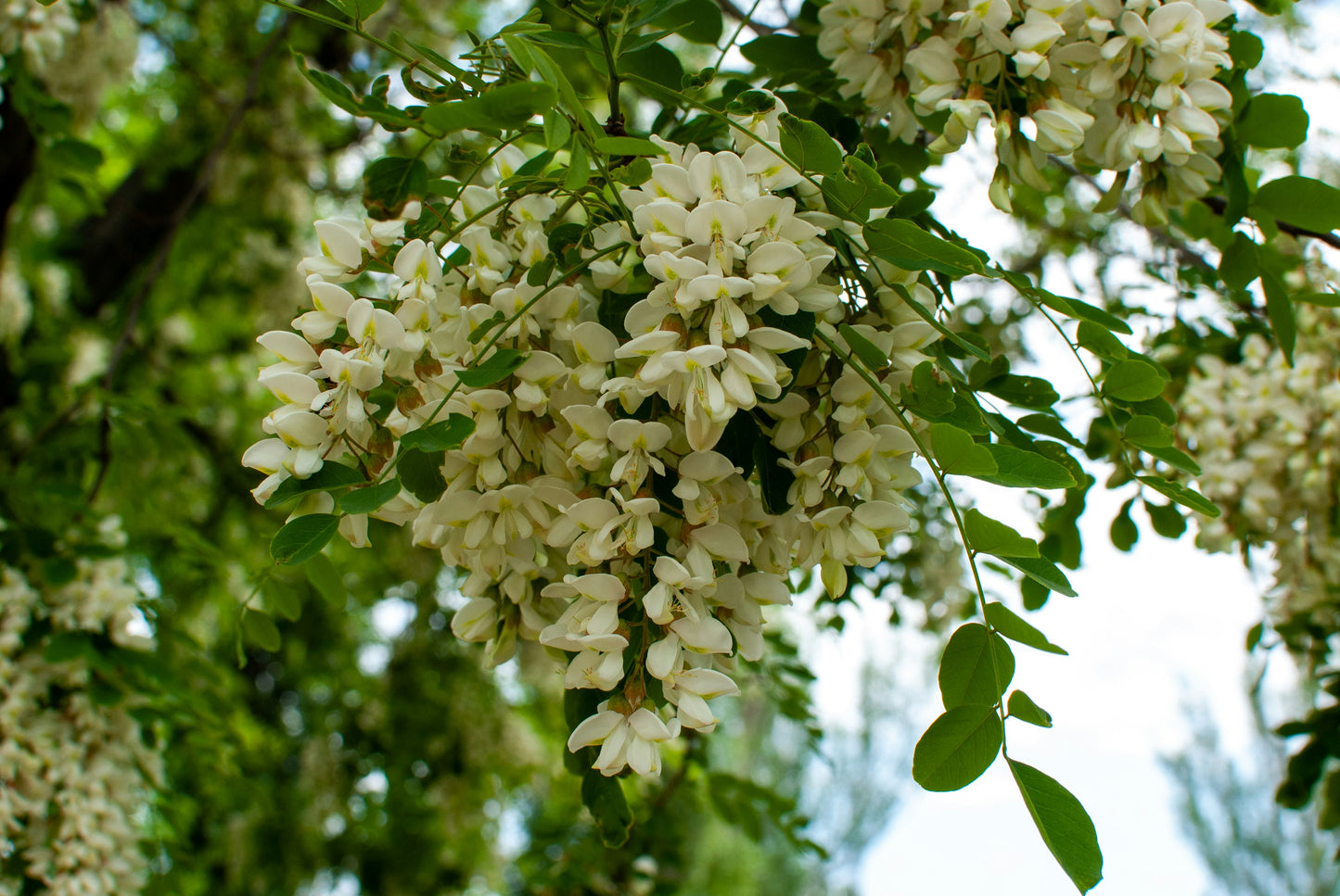 Falce Acacia Locust tree sapling (Robinia pseudoacacia)